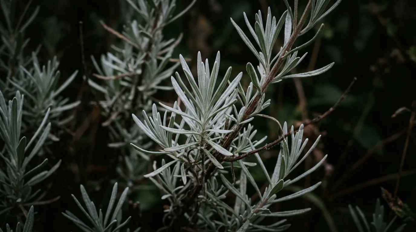 11 Shade Gardening Tips Can Lavender Grow in the Shade idea 6